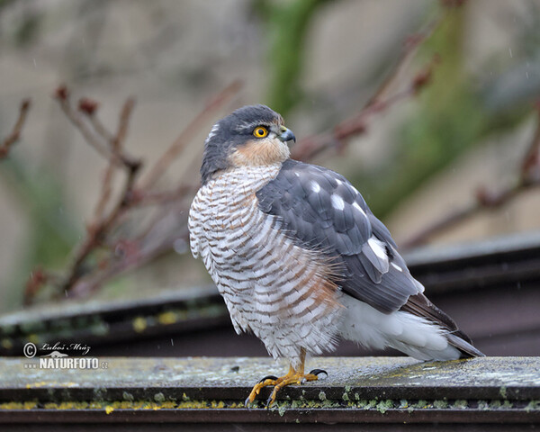 Sperwer roofvogel