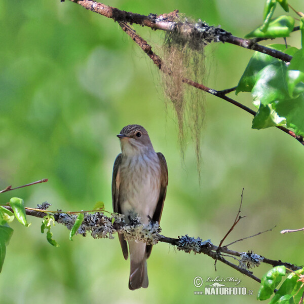 Spotted Flycatcher (Muscicapa striata)