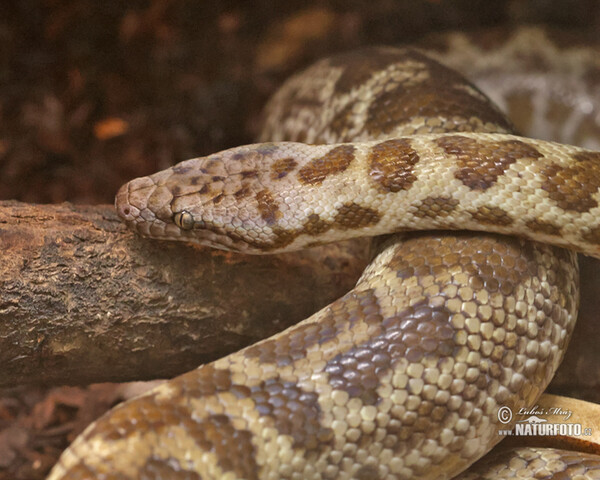 Spotted python (Antaresia maculosa)