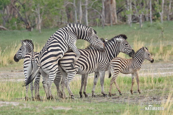 Steppenzebra Pferdezebra