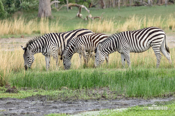 Steppenzebra Pferdezebra