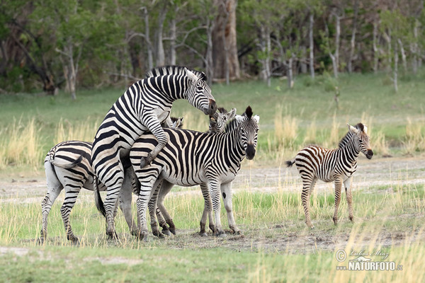 Steppenzebra Pferdezebra