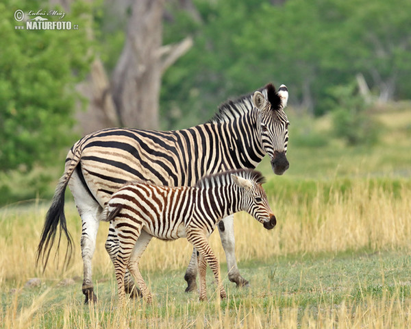 Steppenzebra Pferdezebra