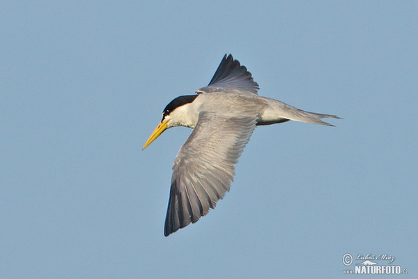 Sternula superciliaris