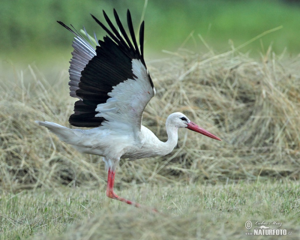 Stork