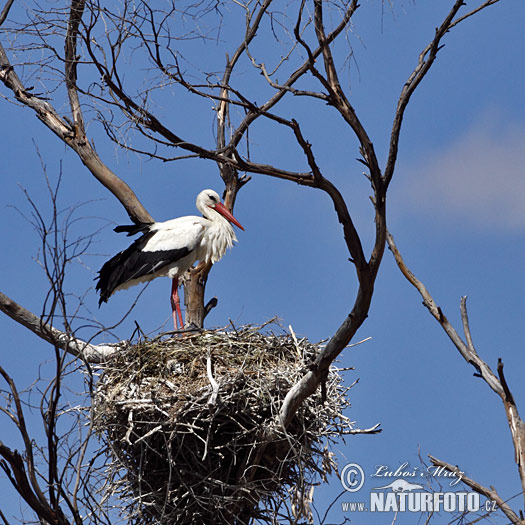 Stork