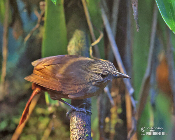 Streak-capped Threehunter (Thripadectes virgaticeps)