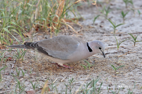 Streptopelia capicola