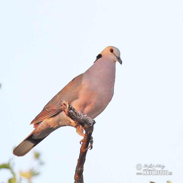 Streptopelia semitorquata