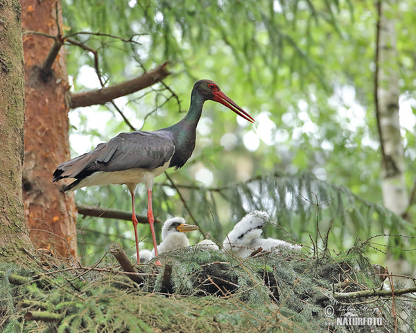 Svart stork