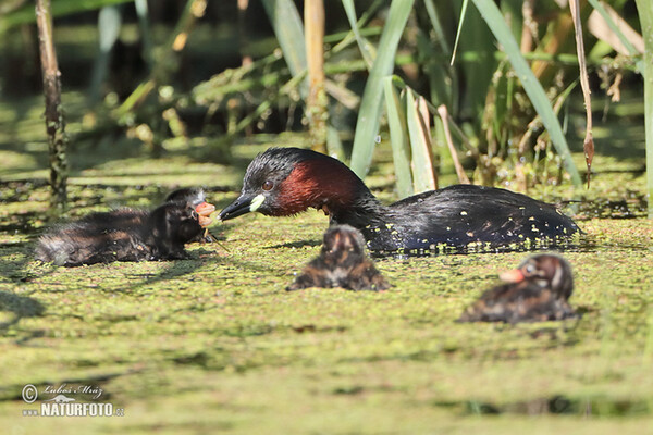 Tachybaptus ruficollis