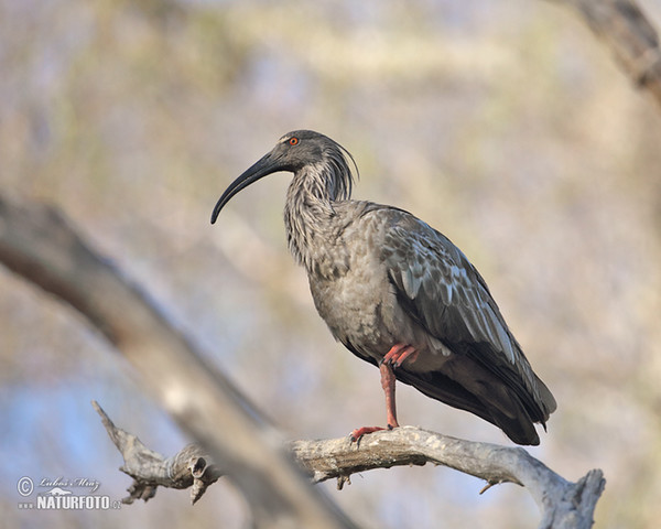 Theristicus caerulescens