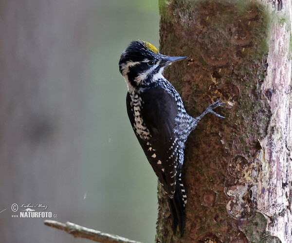 Three-toed Woodpecker (Picoides tridactylus)