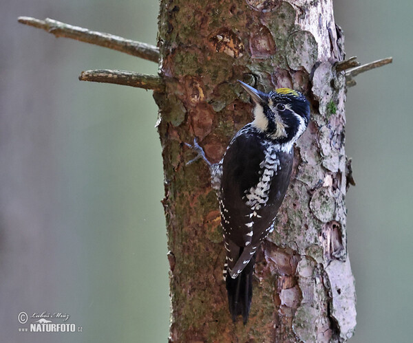 Three-toed Woodpecker (Picoides tridactylus)