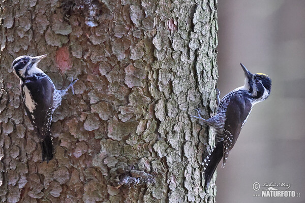 Three-toed Woodpecker (Picoides tridactylus)