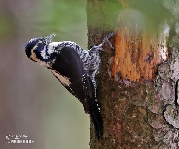 Three-toed Woodpecker (Picoides tridactylus)