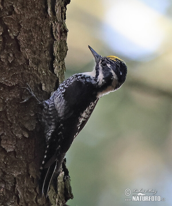 Three-toed Woodpecker (Picoides tridactylus)