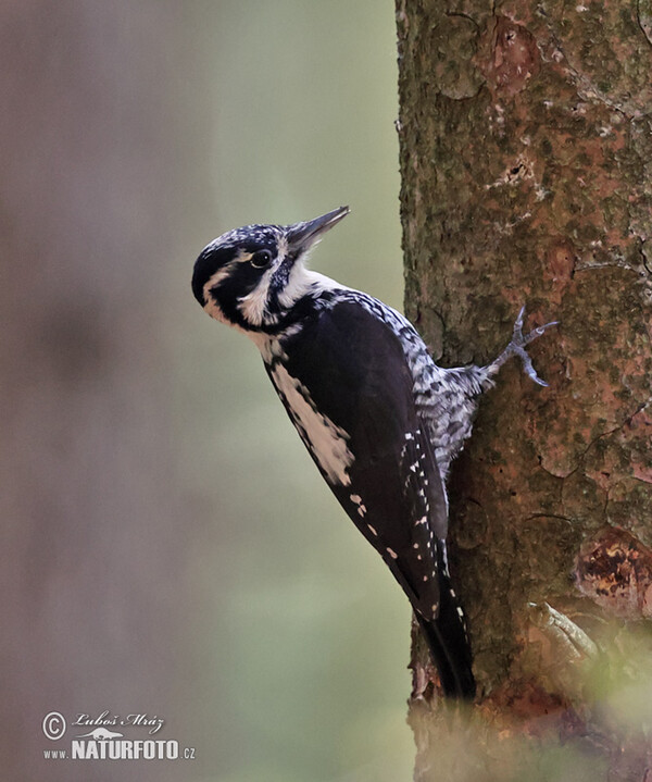 Three-toed Woodpecker (Picoides tridactylus)