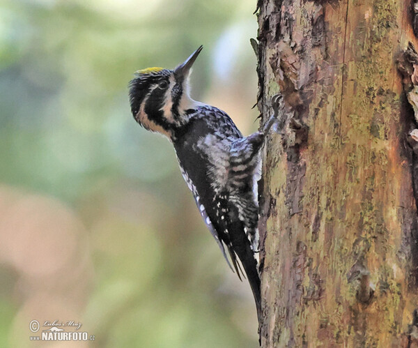 Three-toed Woodpecker (Picoides tridactylus)