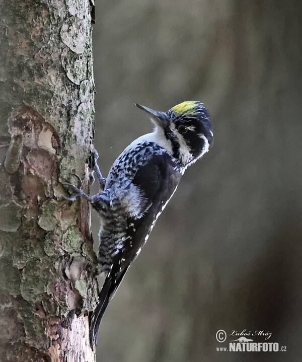 Three-toed Woodpecker (Picoides tridactylus)