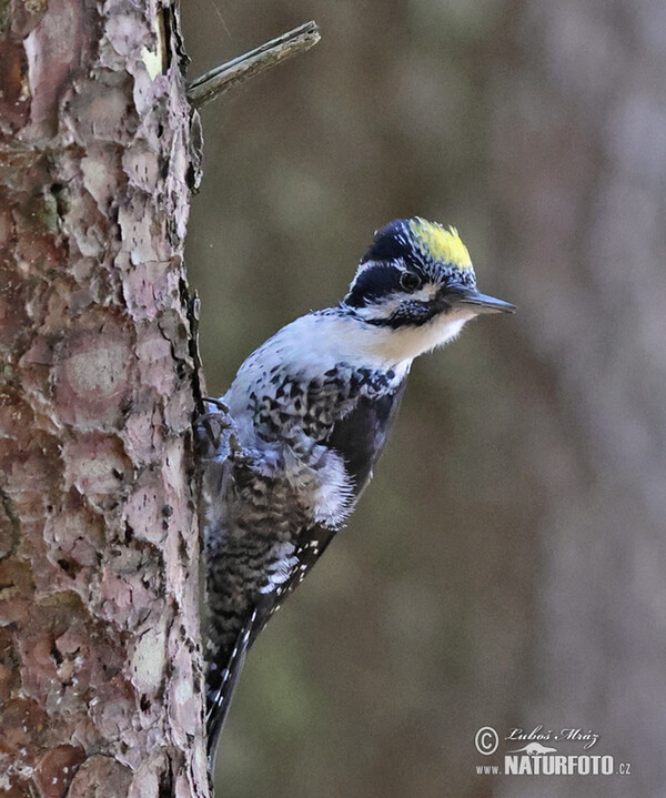 Three-toed Woodpecker (Picoides tridactylus)