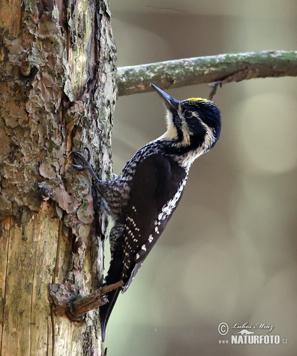 Three-toed Woodpecker (Picoides tridactylus)