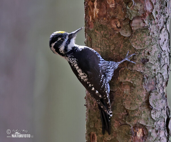 Three-toed Woodpecker (Picoides tridactylus)