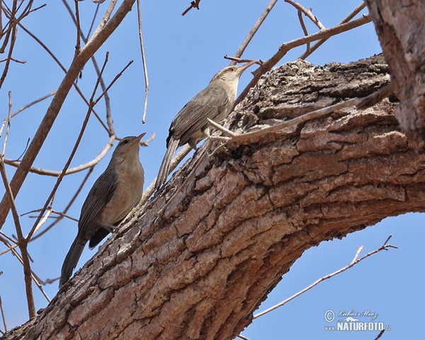 Thrush-like Wren (Campylorhynchus turdinus)