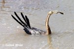 Afrikanischer Schlangenhalsvogel