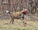 Afrikanischer Wildhund