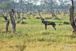 Afrikanischer Wildhund