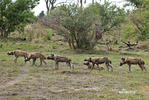 Afrikanischer Wildhund