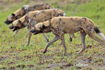 Afrikanischer Wildhund