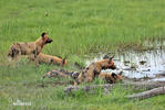 Afrikanischer Wildhund