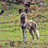 Afrikanischer Wildhund