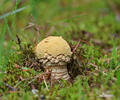 Amanita regalis