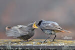 Black Redstart