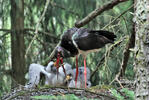 Black Stork