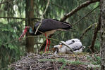 Black Stork