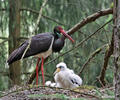 Black Stork