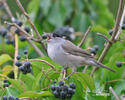 Blackcap