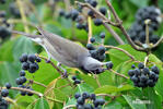 Blackcap