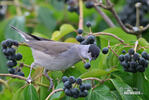 Blackcap