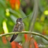 Brauner Andenkolibri