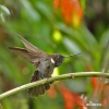 Brauner Andenkolibri