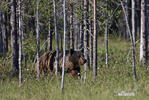 Brown Bear