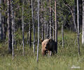 Brown Bear