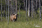 Brown Bear