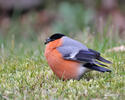 Bullfinch