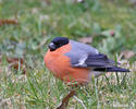 Bullfinch